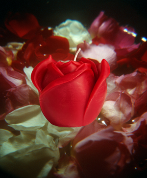 Divine Rose